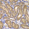 NME/NM23 Nucleoside Diphosphate Kinase 2 antibody, 22-943, ProSci, Immunohistochemistry frozen image 