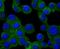 PMP-22 antibody, NBP2-67068, Novus Biologicals, Immunofluorescence image 