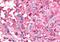 Probable G-protein coupled receptor 32 antibody, orb85170, Biorbyt, Immunohistochemistry paraffin image 