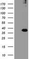 Ret finger protein-like 3 antibody, TA504731S, Origene, Western Blot image 