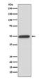 Cyclin A2 antibody, M00700-1, Boster Biological Technology, Western Blot image 