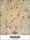 Glia Maturation Factor Gamma antibody, 63-258, ProSci, Immunohistochemistry paraffin image 