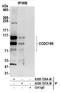 Coiled-Coil Domain Containing 186 antibody, A305-727A-M, Bethyl Labs, Immunoprecipitation image 