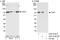 Tyrosyl-DNA Phosphodiesterase 1 antibody, A301-618A, Bethyl Labs, Western Blot image 