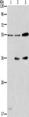 Neuregulin 3 antibody, CSB-PA262646, Cusabio, Western Blot image 