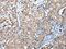 WD Repeat Domain 4 antibody, PA5-51163, Invitrogen Antibodies, Immunohistochemistry paraffin image 