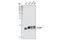 Eukaryotic Translation Initiation Factor 4E Binding Protein 1 antibody, 9452L, Cell Signaling Technology, Western Blot image 