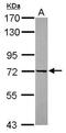 DEAD-Box Helicase 43 antibody, GTX119498, GeneTex, Western Blot image 