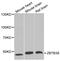 Zinc Finger And BTB Domain Containing 38 antibody, abx004979, Abbexa, Western Blot image 