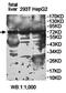 Zinc Finger Protein 471 antibody, orb78447, Biorbyt, Western Blot image 