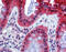 Caspase 7 antibody, 49-092, ProSci, Immunohistochemistry paraffin image 