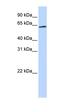 Apoptosis Inducing Factor Mitochondria Associated 3 antibody, orb330695, Biorbyt, Western Blot image 