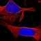 Phospholipid Phosphatase 2 antibody, NBP2-31607, Novus Biologicals, Immunofluorescence image 