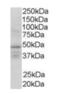 Retinoid X Receptor Gamma antibody, orb18909, Biorbyt, Western Blot image 