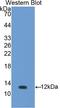 Urocortin antibody, LS-C296925, Lifespan Biosciences, Western Blot image 