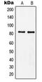 Myeloid Zinc Finger 1 antibody, LS-C353013, Lifespan Biosciences, Western Blot image 