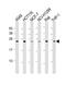 Tumor Protein D52 antibody, MBS9216926, MyBioSource, Western Blot image 