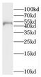 PNMA Family Member 8A antibody, FNab06587, FineTest, Western Blot image 