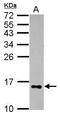 Galectin 2 antibody, PA5-28944, Invitrogen Antibodies, Western Blot image 