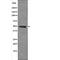 Jun Proto-Oncogene, AP-1 Transcription Factor Subunit antibody, abx216356, Abbexa, Western Blot image 