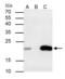 Caveolin 2 antibody, GTX108294, GeneTex, Immunoprecipitation image 