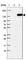 Pleckstrin Homology And RUN Domain Containing M1 antibody, HPA025018, Atlas Antibodies, Western Blot image 