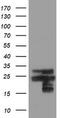 VHL Binding Protein 1 antibody, TA504904S, Origene, Western Blot image 