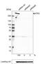 ATRX Chromatin Remodeler antibody, MA5-24609, Invitrogen Antibodies, Western Blot image 