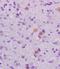 Synaptotagmin 3 antibody, orb13704, Biorbyt, Immunohistochemistry paraffin image 