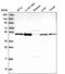 HGH1 Homolog antibody, PA5-59987, Invitrogen Antibodies, Western Blot image 