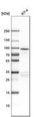 Adaptor Related Protein Complex 1 Subunit Gamma 2 antibody, HPA004106, Atlas Antibodies, Western Blot image 