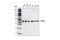 Protein Phosphatase, Mg2+/Mn2+ Dependent 1A antibody, 3549T, Cell Signaling Technology, Western Blot image 
