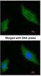 AKAP12 antibody, NBP1-31482, Novus Biologicals, Immunofluorescence image 