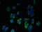 Endoplasmic Reticulum-Golgi Intermediate Compartment 1 antibody, LS-C371757, Lifespan Biosciences, Immunofluorescence image 