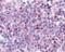 Cyclin L1 antibody, 49-651, ProSci, Immunohistochemistry frozen image 