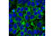 Kinesin Family Member 11 antibody, 14404S, Cell Signaling Technology, Immunocytochemistry image 