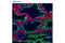 Piwi Like RNA-Mediated Gene Silencing 2 antibody, 5940T, Cell Signaling Technology, Flow Cytometry image 