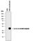 Epstein-Barr Virus Induced 3 antibody, MAB18341, R&D Systems, Western Blot image 