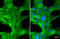 Beta-Actin antibody, GTX134932, GeneTex, Immunocytochemistry image 