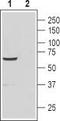 Cation Channel Sperm Associated 4 antibody, TA328777, Origene, Western Blot image 