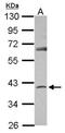 Serpin Family B Member 7 antibody, NBP2-20312, Novus Biologicals, Western Blot image 