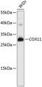 Cytochrome C Oxidase Copper Chaperone COX11 antibody, 19-165, ProSci, Western Blot image 