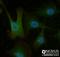 TNF Receptor Superfamily Member 11b antibody, NB100-56505, Novus Biologicals, Immunofluorescence image 