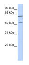 DNA Polymerase Delta Interacting Protein 3 antibody, 25-664, ProSci, Western Blot image 