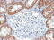 Ubiquitin carboxyl-terminal hydrolase 16 antibody, 43-107, ProSci, Immunohistochemistry frozen image 