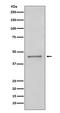 Paired box protein Pax-5 antibody, M00669, Boster Biological Technology, Western Blot image 