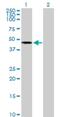 Acylglycerol Kinase antibody, H00055750-B01P, Novus Biologicals, Western Blot image 