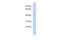 Proteolipid Protein 1 antibody, PA5-40788, Invitrogen Antibodies, Western Blot image 