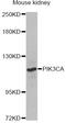 Phosphatidylinositol-4,5-Bisphosphate 3-Kinase Catalytic Subunit Alpha antibody, A12484, ABclonal Technology, Western Blot image 