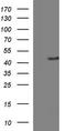 Thioredoxin domain-containing protein 5 antibody, TA507262S, Origene, Western Blot image 